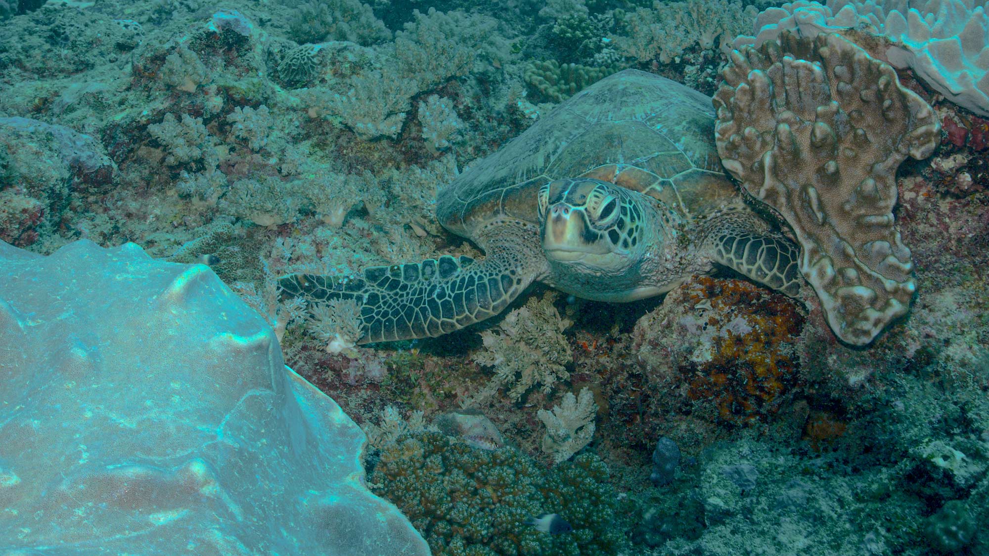 Villa-Collective---WATAMU_-TURTLES,-TIDES-AND-THE-SWAHILI-COAST-6