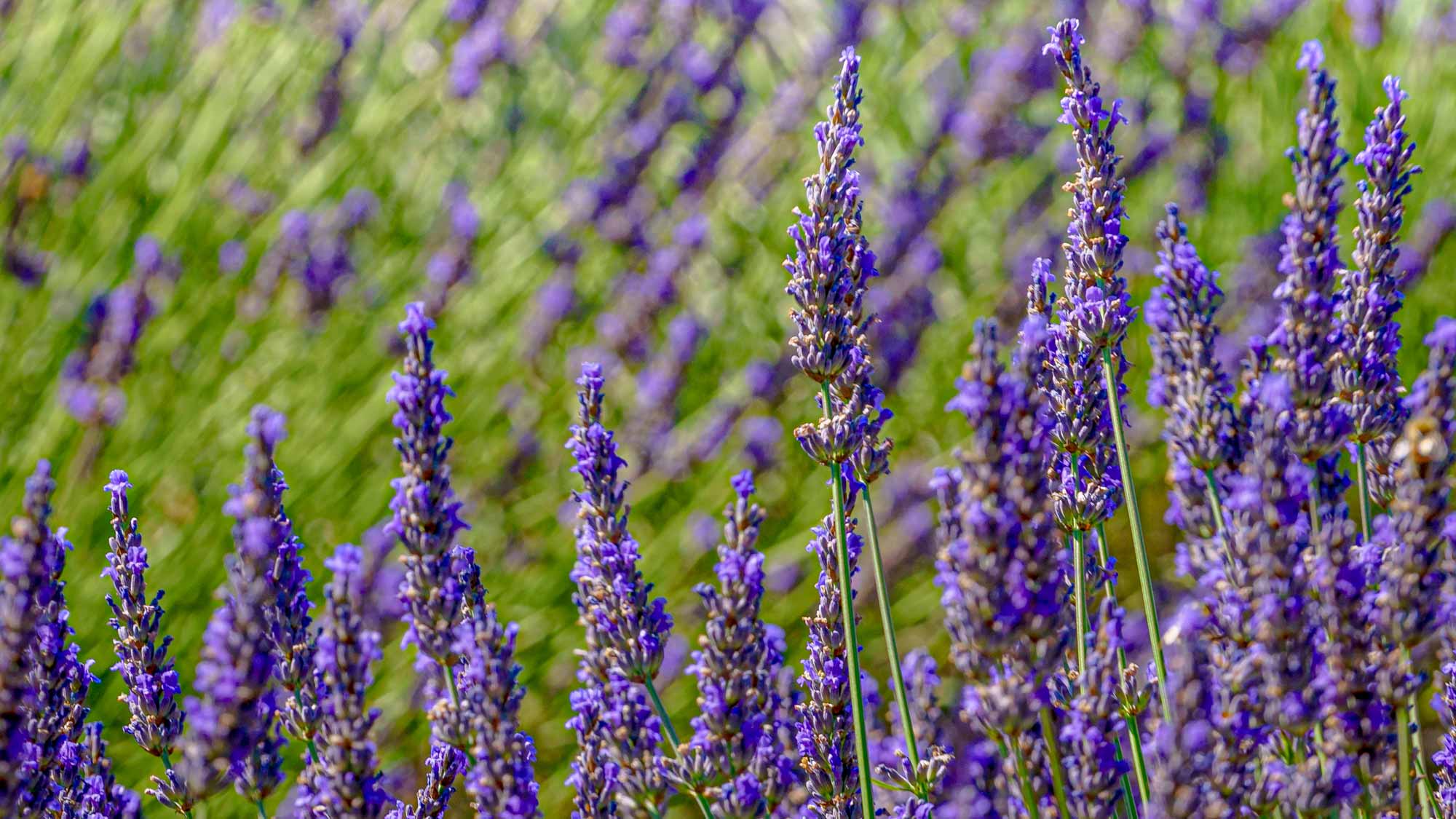 Villa-Collective---PROVENCE---LAVENDER,-LIGHT-AND-THE-LONG-TABLE-9